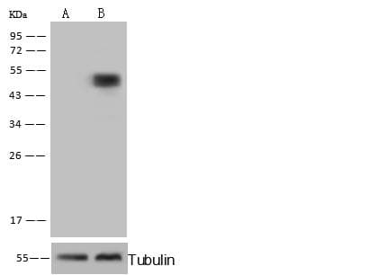 CPVL Antibody (Preservative Free)