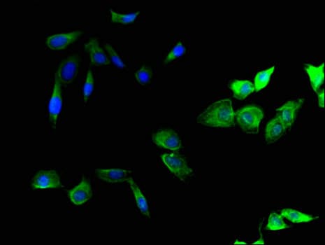 SMURF1 Antibody