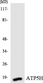 ATP5H Antibody (aa97-146)