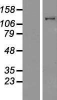 MYO1E / Myosin IE Protein (Over-Expression Lysate Myc-DDK (Flag))