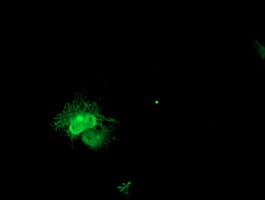 ECI2 / PECI Antibody (clone OTI1C8)