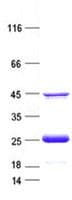 Human GINS1 / PSF1 Protein (Recombinant His, N-Terminal)