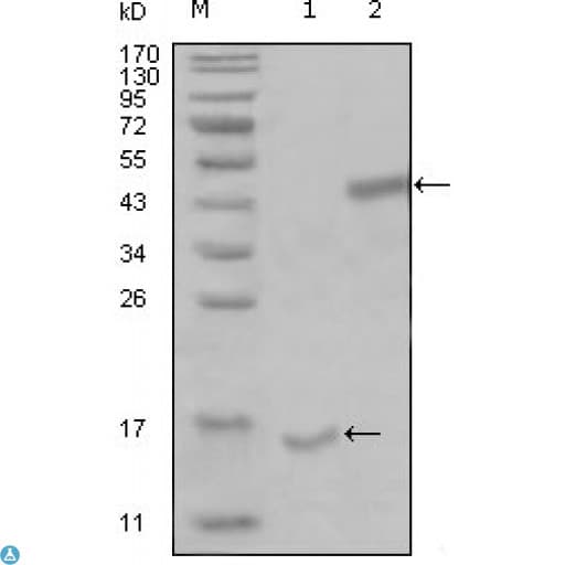 Monoclonal Mouse anti-Human PARL / PSARL Antibody (WB)