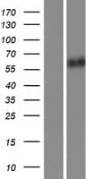 CAMK2B / CaMKII Beta Protein (Over-Expression Lysate Myc-DDK (Flag))