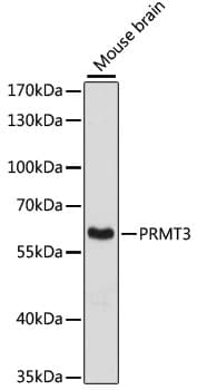 Polyclonal Rabbit anti-Human PRMT3 Antibody (WB)