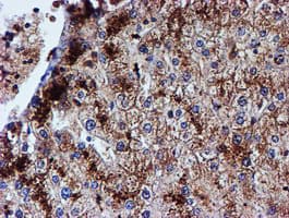 IDS / Iduronate 2 Sulfatase Antibody (clone OTI4G2)