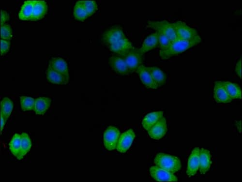 ITSN2 Antibody