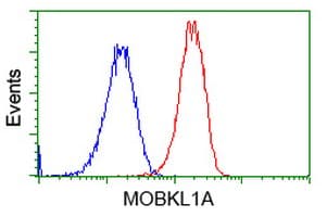 MOB1B / MOBKL1A Antibody (clone OTI1H2)