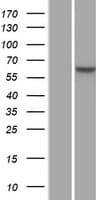 FBXW7 / FBW7 Protein (Over-Expression Lysate Myc-DDK (Flag))