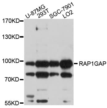 RAP1GAP Antibody