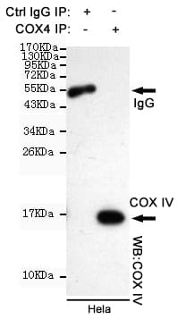 COXIV / COX4 Antibody