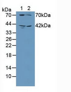 GUCY1B3 Antibody (aa408-619)