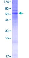 Human S1PR5 / EDG8 / S1P5 Protein (Recombinant GST)