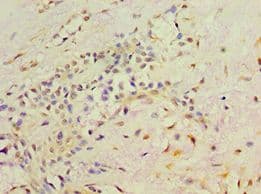 RET Antibody (aa29-300)