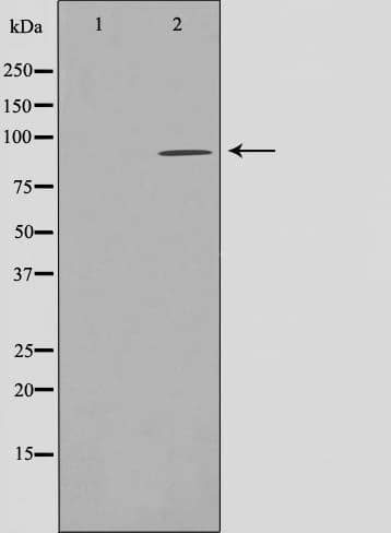AHR Antibody