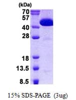 Human CIAO1 Protein (Recombinant His)