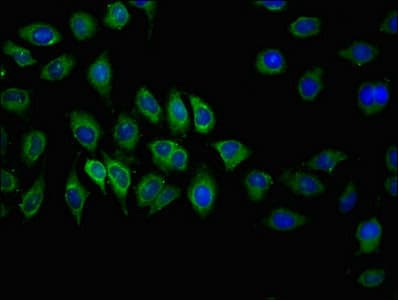 ABCC2 / MRP2 Antibody