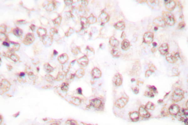 PAWR / PAR4 Antibody (Asp313)