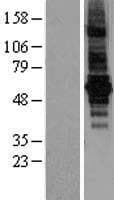 BEST2 / Bestrophin-2 Protein (Over-Expression Lysate Myc-DDK (Flag))