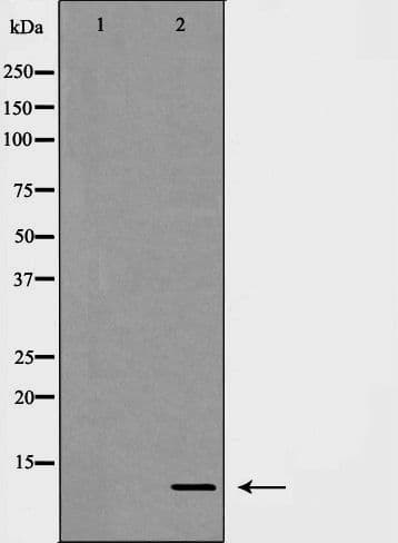 CXCL1 / GRO Alpha Antibody