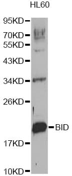 BID Antibody