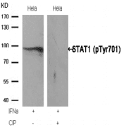 STAT1 Antibody