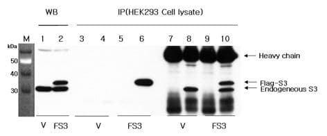 IHC-plus™ Polyclonal Rabbit anti-Human RPS3 / Ribosomal Protein S3 Antibody (IHC, WB)
