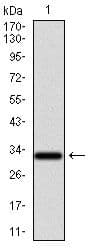 NR6A1 / GCNF Antibody (Amino Acid: 65-118, clone 4G8)