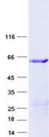Human NODAL Protein (Recombinant GST, N-terminus + His, C-terminus)