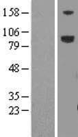 Human LRFN5 Protein (Over-Expression Lysate Myc-DDK (Flag))