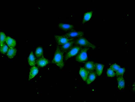 HSPA4 / APG-2 Antibody
