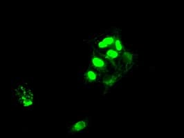 SATB1 Antibody (clone OTI11H4, Carrier-free)