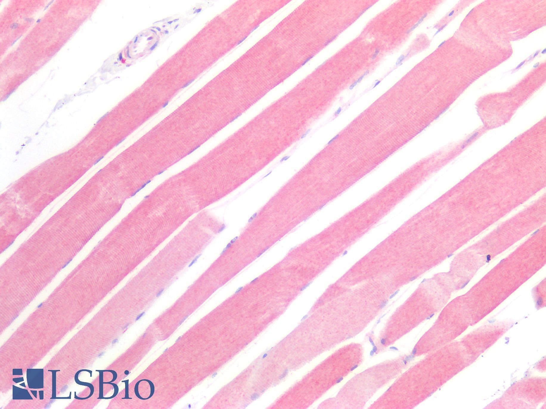 PathPlus™ STK11 / LKB1 Antibody