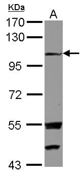 Polyclonal Rabbit anti-Human EXTL3 Antibody (C-Terminus, WB)
