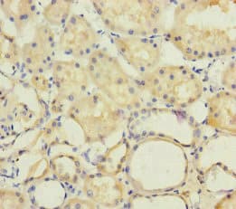 PSF1 / GINS2 Antibody