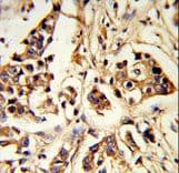 ARHGAP18 Antibody (aa180-207)
