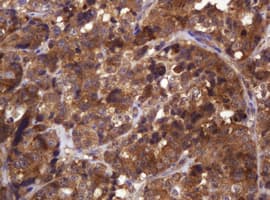 CDC123 Antibody (clone OTI1E12)