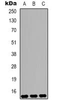 Monoclonal Mouse anti-Human HIST1H3H Antibody (IHC, WB)