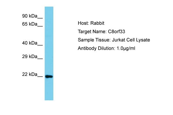 C8orf33 Antibody (C-Terminus)