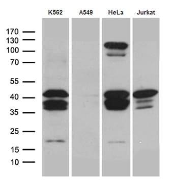 CREM / ICER Antibody (clone OTI7A2)