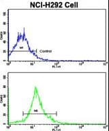 Polyclonal Rabbit anti-Human SOX2 Antibody (aa89-119, IHC, IF, WB)