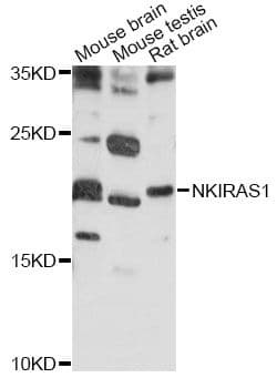 NKIRAS1 Antibody
