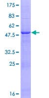 Human PSMB3 Protein (Recombinant GST)