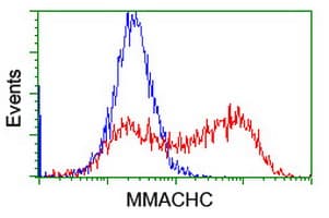 MMACHC Antibody (clone OTI6H5, Carrier-free)