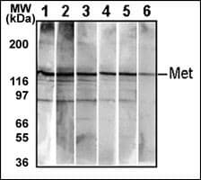 c-Met Antibody (clone 4AT259)