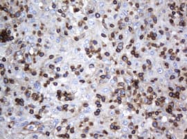 DEF6 Antibody (clone OTI1D1)