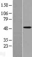 CYP4X1 Protein (Over-Expression Lysate Myc-DDK (Flag))