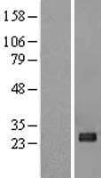 NT5M Protein (Over-Expression Lysate Myc-DDK (Flag))