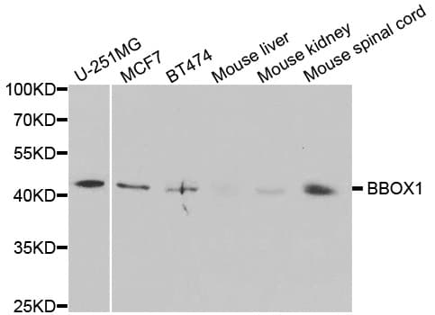 BBOX1 / BBOX Antibody