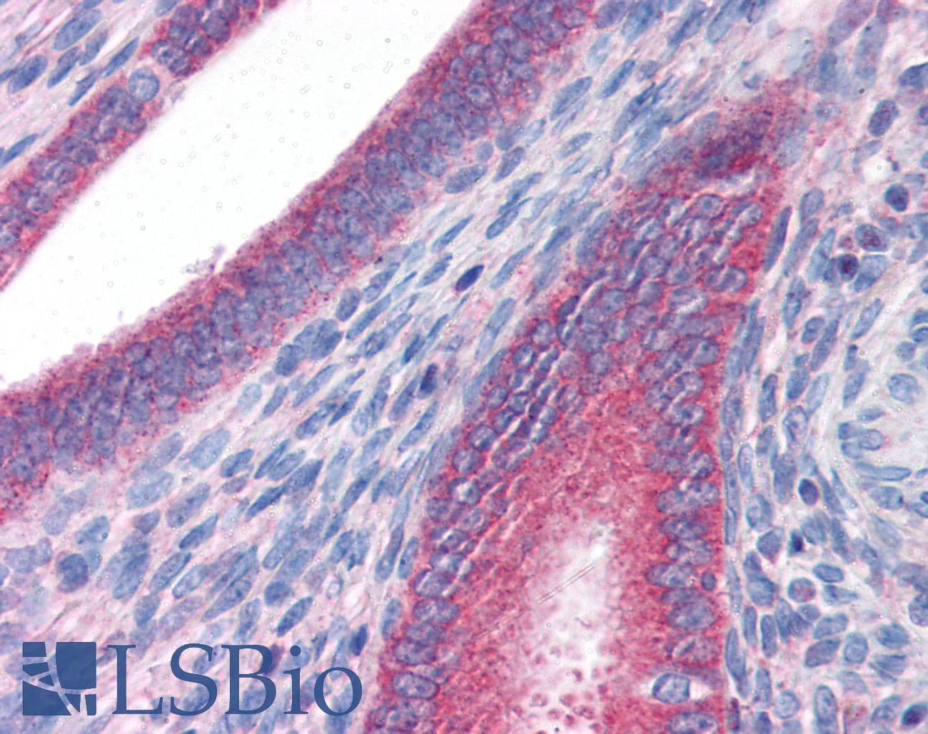 IHC-plus™ DRAM1 / DRAM Antibody